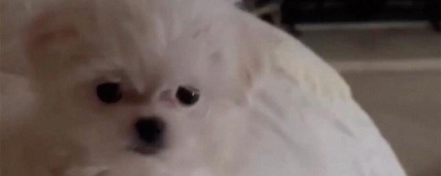Бритни Спирс завела нового щенка после того, как ее муж Асгари забрал добермана