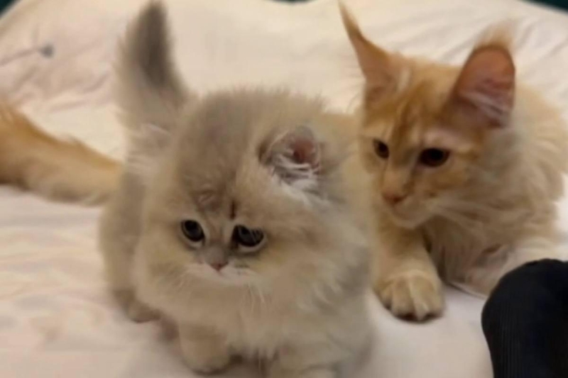 Ирина Дубцова завела котенка породы манчкин, несмотря на аллергию сына
