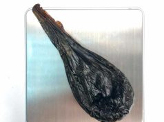 Медвежья желчь: польза и показания к применению